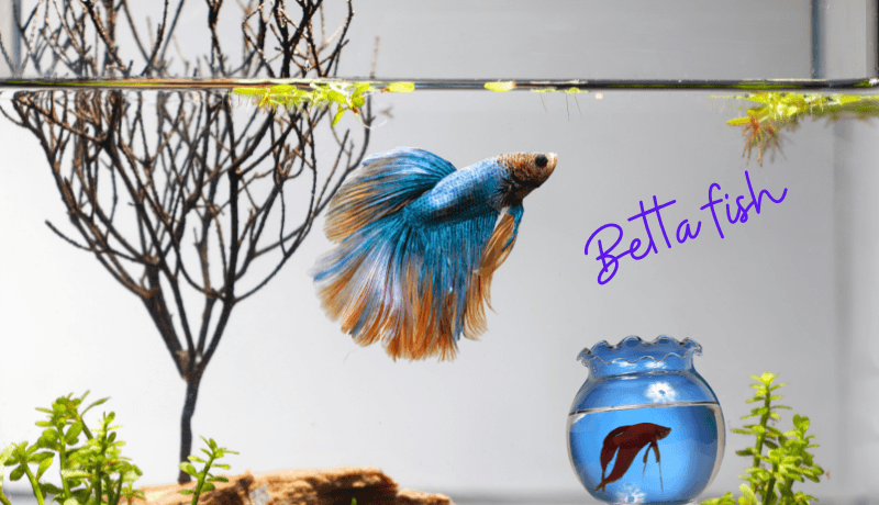 Betta Fish in a Plant Vase