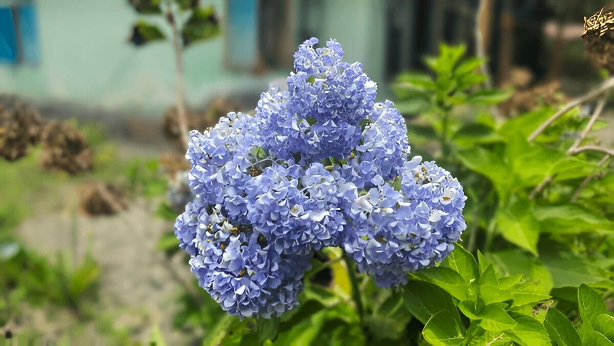 Blue Hydrangeas