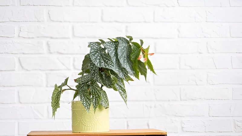 Growing Angel Wing Begonias Indoors IN 10 Tips