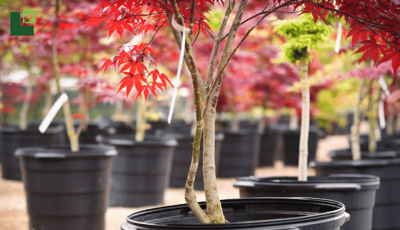 Growing Japanese Maple Trees: A Comprehensive Guide