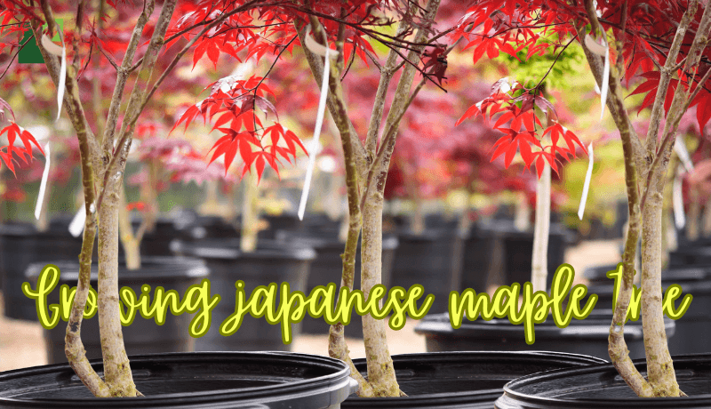 Growing Japanese Maple Trees