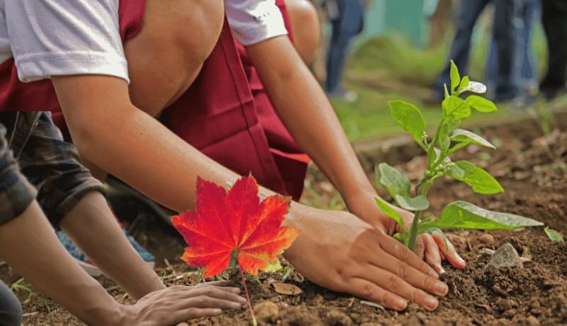planting maple tree