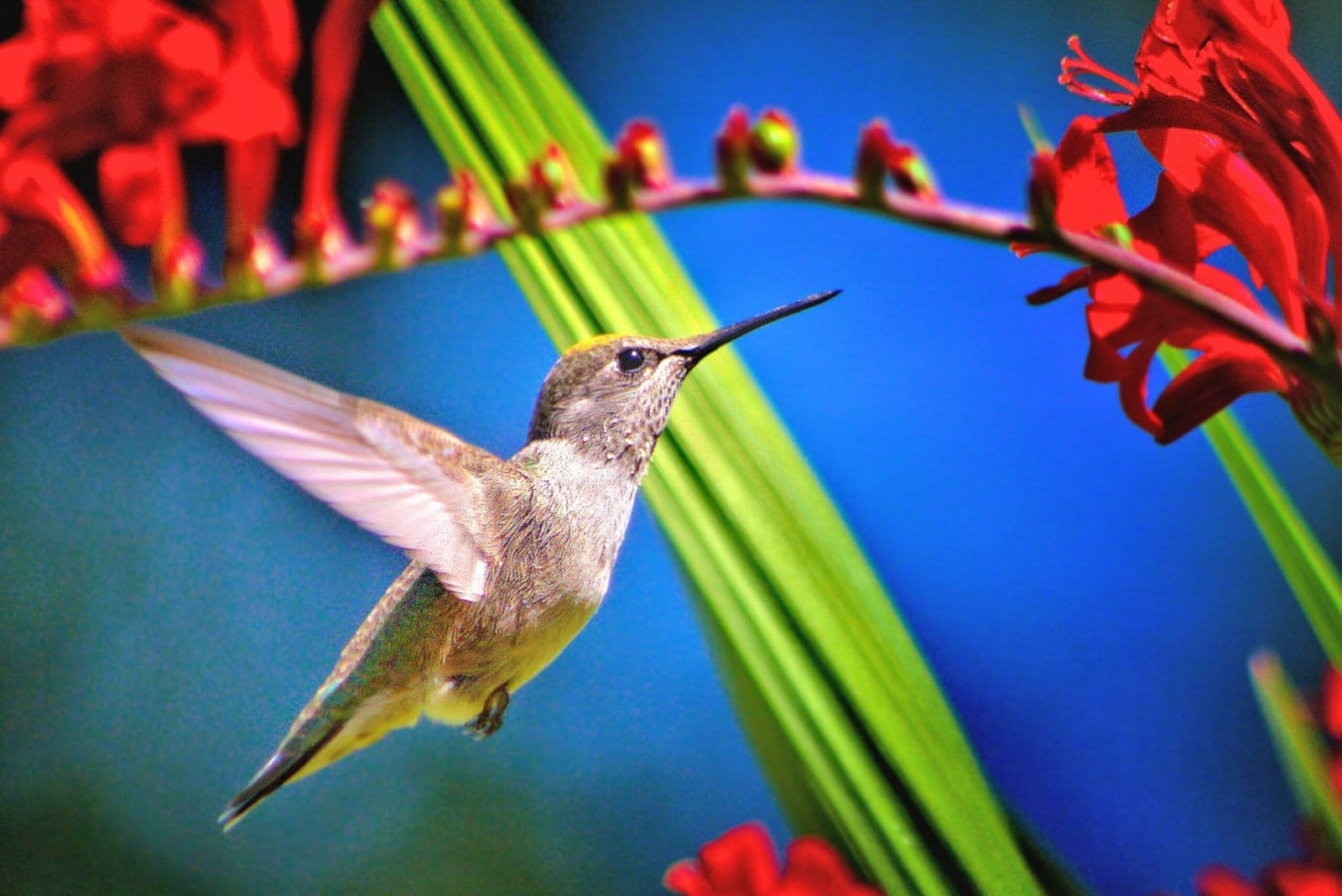hummingbird plants