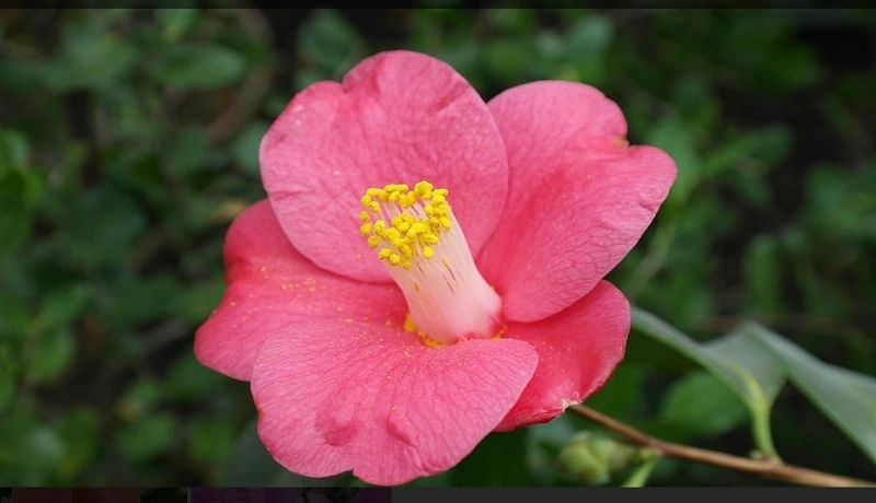 Winter Plants To Grow In Georgia That Require Sunlight