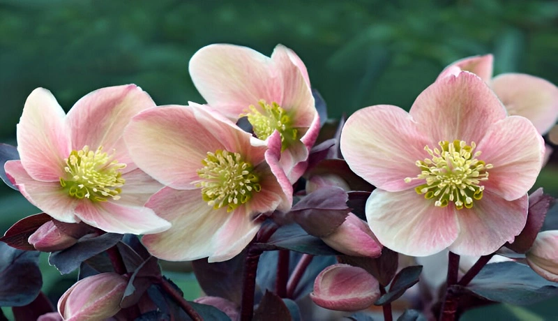 Winter Plants To Grow In Georgia That Require Sunlight