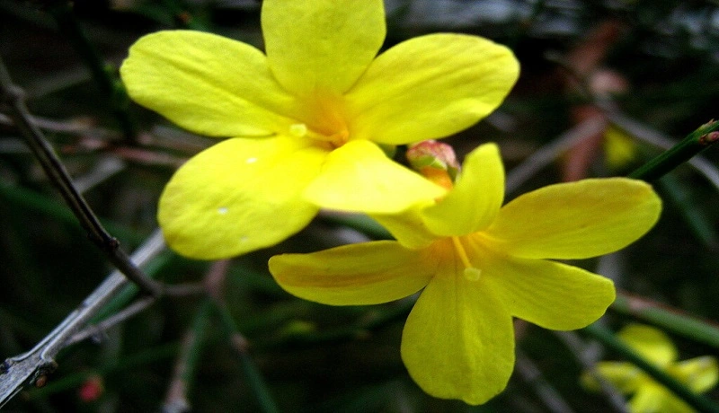 Winter Plants To Grow In Georgia That Require Sunlight