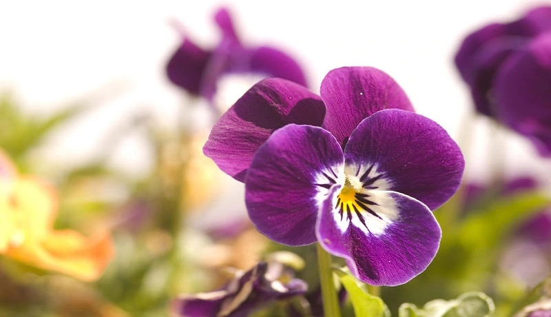 Winter Plants To Grow In Georgia That Require Sunlight
