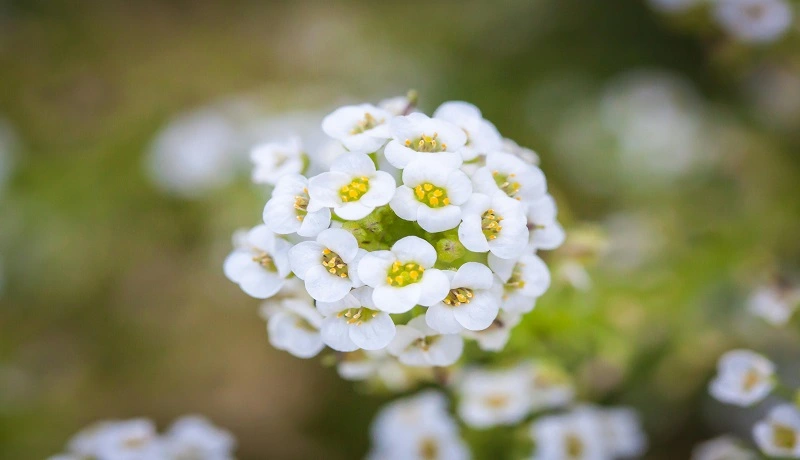 Winter Plants To Grow In Georgia That Require Sunlight